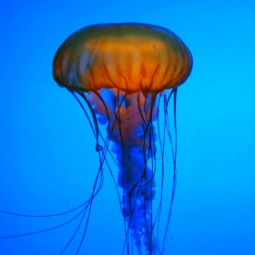 Jelly fish