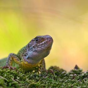 Приятелски настроен L. viridis