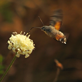 Гълъбова опашка (Macroglossa stellatarum)