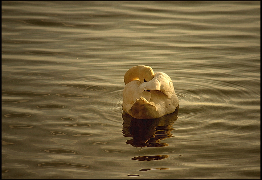 Sunset's Kiss...