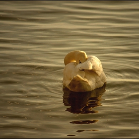 Sunset's Kiss...