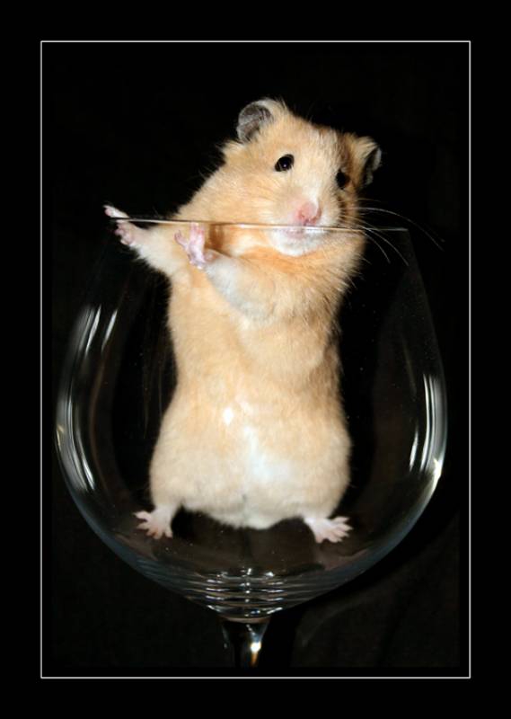 Hammy