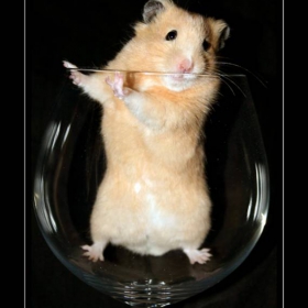 Hammy