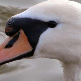 Swan