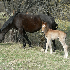 красавец