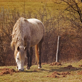 бел конь