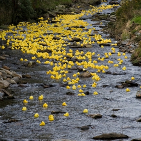 Great Laxey and Lonan Duck Race-9