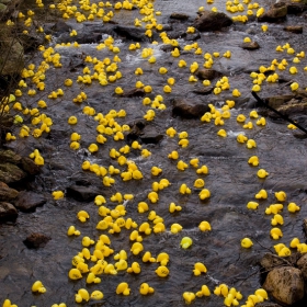 Great Laxey and Lonan Duck Race-10