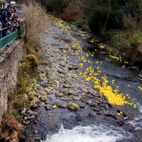 Great Laxey and Lonan Duck Race-12