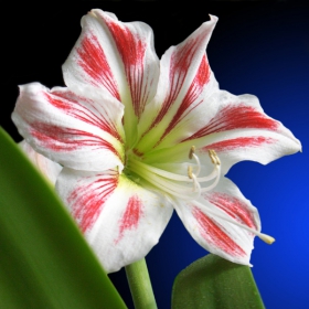 Hippeastrum vittatum - красиво и самотно - Размери:2848 х 2144 пиксела