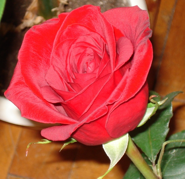 red_rose