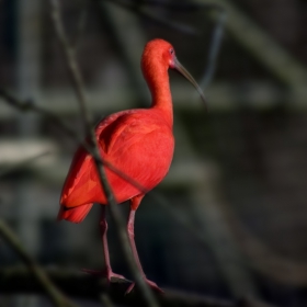 Scarlet Ibis (Eudocimus ruber)