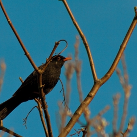 Blackbird (Кос)