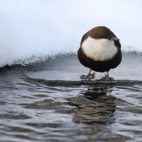 Воден кос / Cinclus cinclus /.