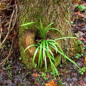 flowerpot