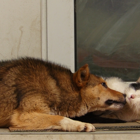 	- Ммм, нов парфюм! На гучи ли е?  - Не бе мой си е..