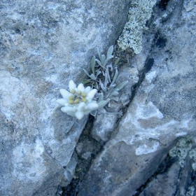 Vihren Edelweiss