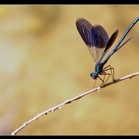 Calopterix splendens