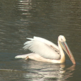 Pelican