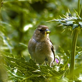 Обикновена чинка (Fringilla coelebs)