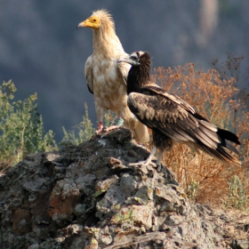 Египетски лешояди / Neophron percnopterus /.