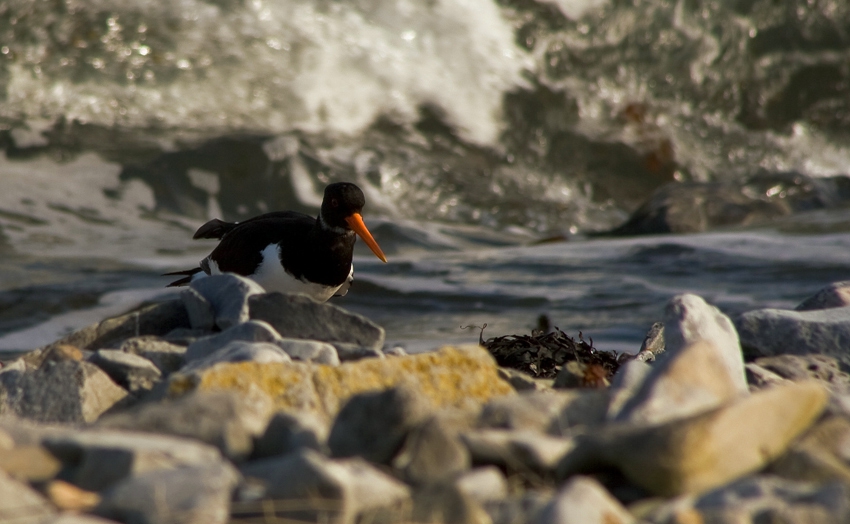 Oystercatcher