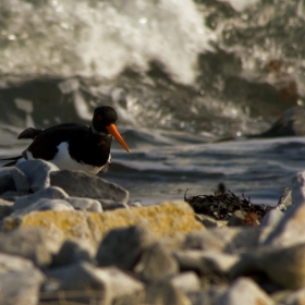 Oystercatcher