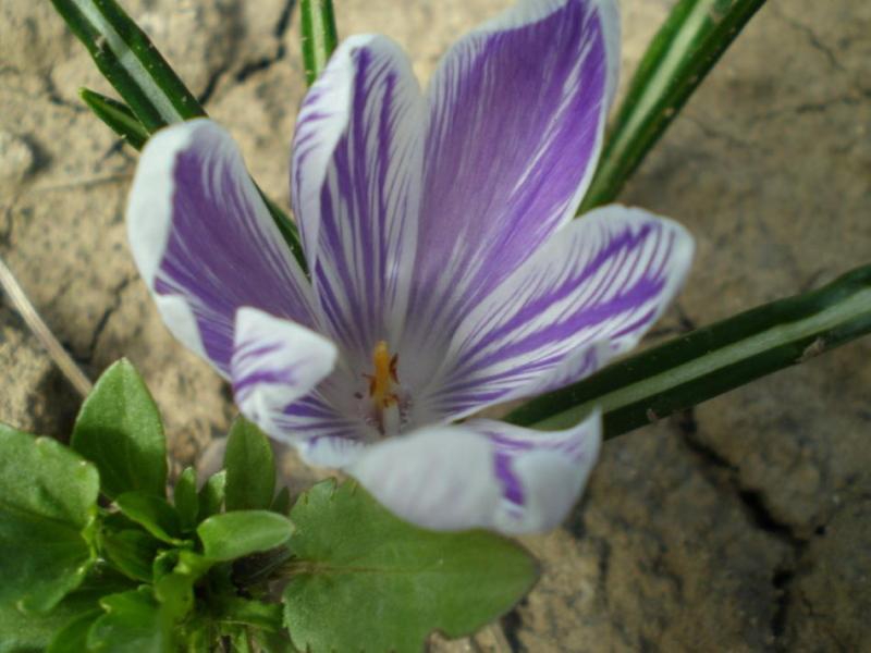 Crocus