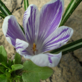 Crocus