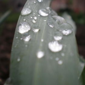 Leaf of a tulip