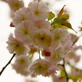 Japanese Cherry 1