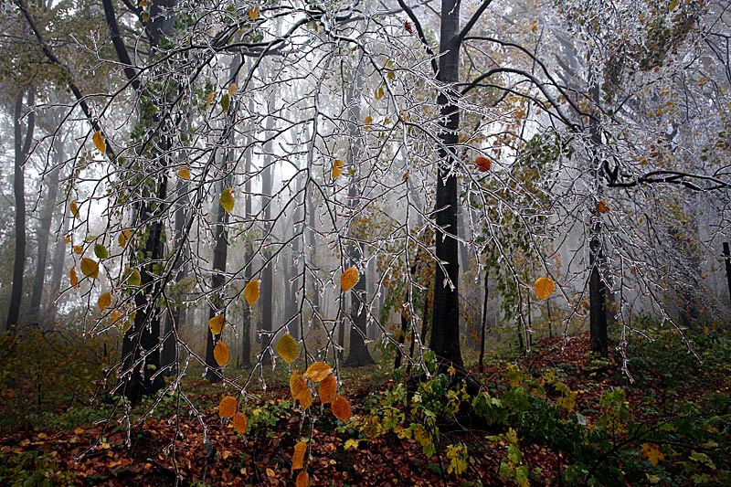 frozen forest