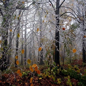 frozen forest