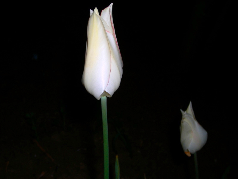 tuilips in the night