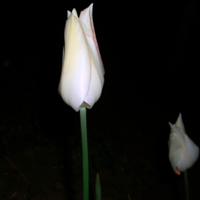 tuilips in the night