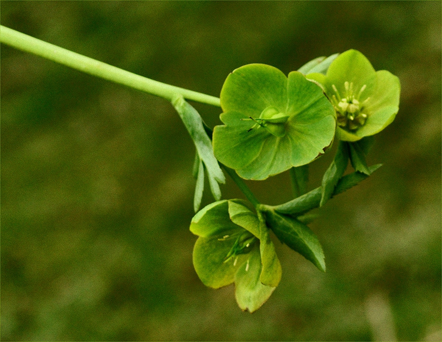 Кукуряк