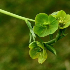 Кукуряк