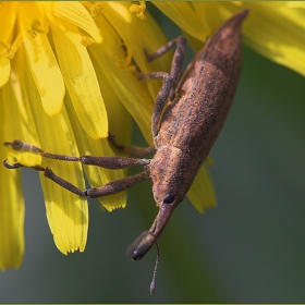 Lixus iridis