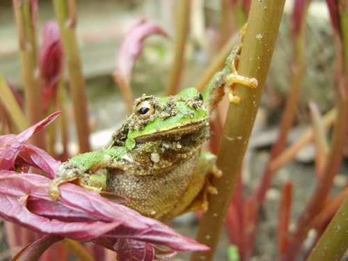 froggg