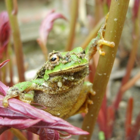 froggg