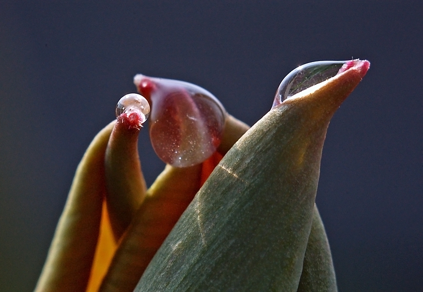 tulip rest