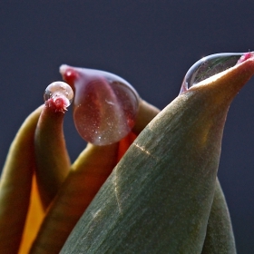 tulip rest
