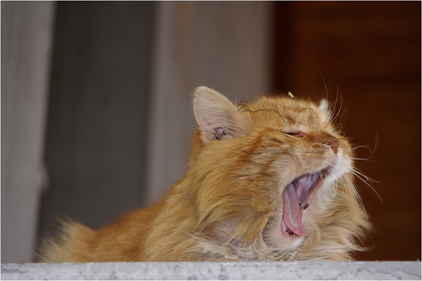 I am a tiger...