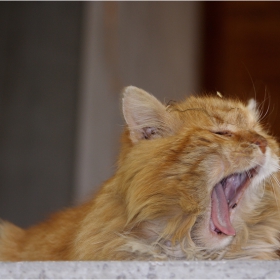 I am a tiger...