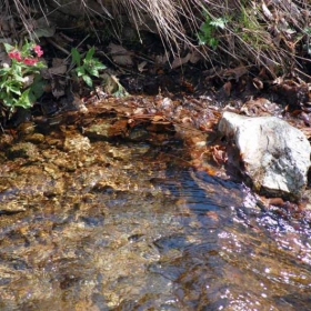 water&flower