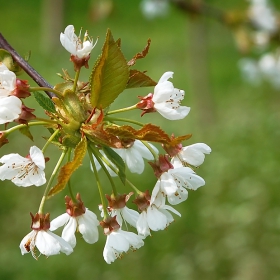 spring contrast