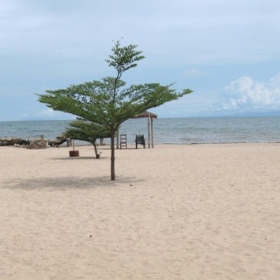 Плажуващи кучета (Bujumbura, Burundi, Africa)