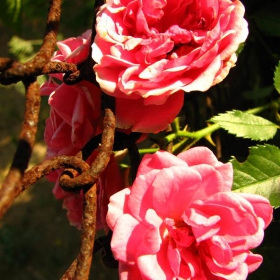 Rust'n'Roses