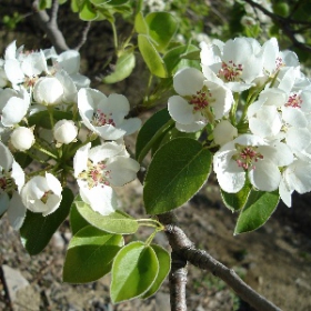 Beautiful flowers