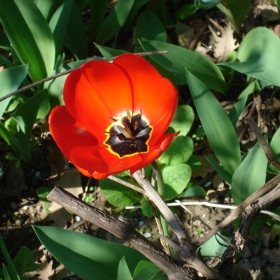 Tulip